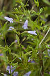 Limestone calamint